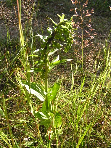 SL - kruštík  širokolisý (Epipactis helleborine)