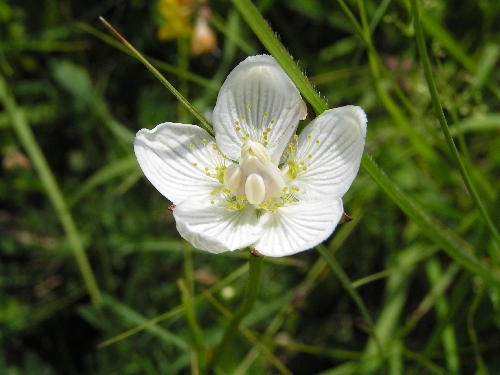 KO - Kocelovice - tolije bahenní (Parnassia palustris)