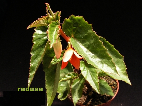 Begonia boliviensis