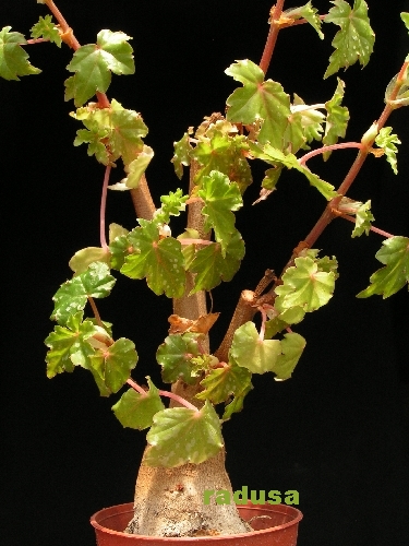 Begonia dregei f. homonyma