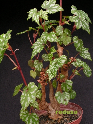 Begonia dregei f. suffruticosa