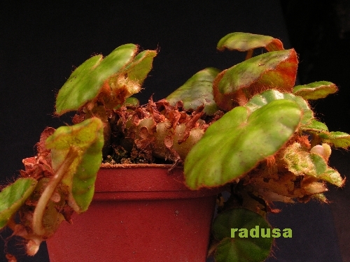 Begonia hydrocotylifolia