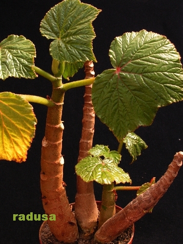 Begonia sp.