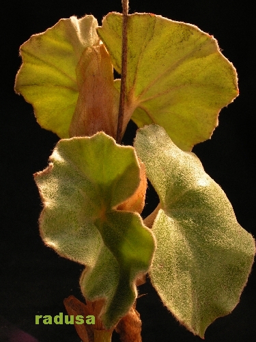 Begonia venosa