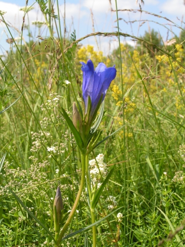 PZ8 - hořec hořepník (Gentiana pneumonanthe)