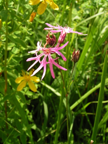 PZ12 - kohoutek luční (Lychnis flos - cuculi)