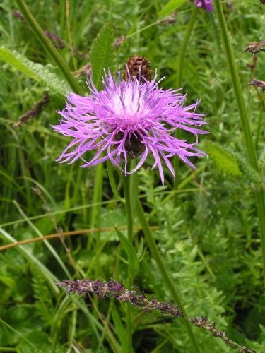 PZ13 - chrpa luční (Centaurea jacea)