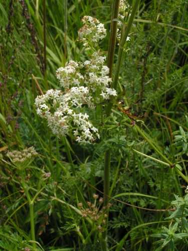 PZ15 - svízel bahenní (Galium palustre)