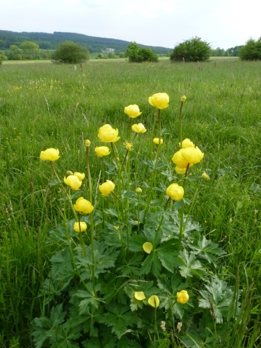 Ranunculaceae - upolín evropský (Trollius europaeus)