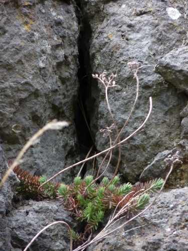 PV9 - Sedum reflexum na skalní stěně