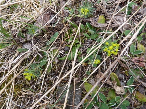 PV14 - Pryšec chvojka (Euphorbia cyparissias)