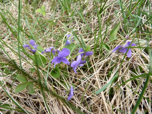 PV15 - Violka Rivinova (Viola riviniana)