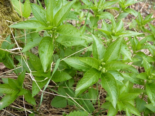 PV16 - Bažanka vytrvalá (Mercurialis perennis)