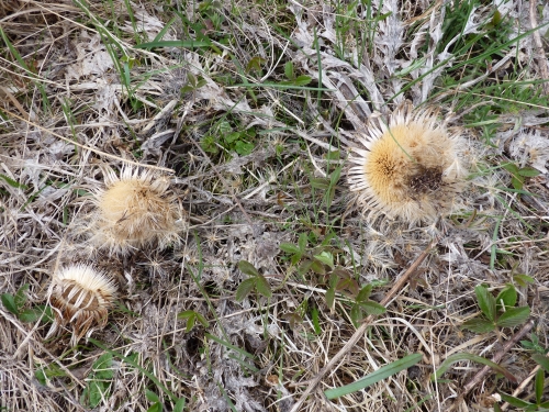 PV20 - Pupava bezlodyžná (Carlina acaulis)