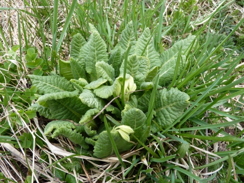 PV21 - Prvosenka jarní (Primula veris)