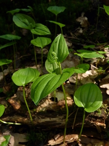 Liliaceae - pstroček dvoulistý (Majanthemum bifolium)