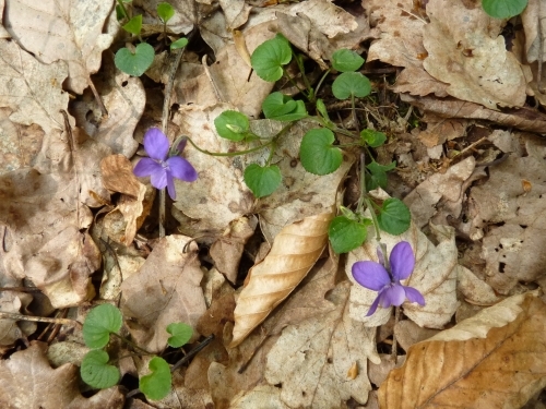 Violaceae - violka Rivinova (Viola riviniana)