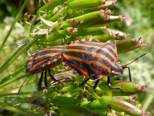 Hmyz (ploštice) - kněžice páskovaná (Graphosoma italicum)