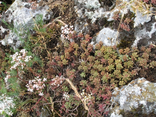 Crassulaceae - rozchodník bílý (Sedum album)