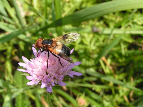 Hmyz (dvoukřídlí) - pestřenka prosvítavá (Volucella pellucens)