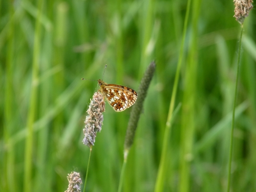 Hmyz (motýli) - perleťovec dvanáctitečný (Boloria selene)