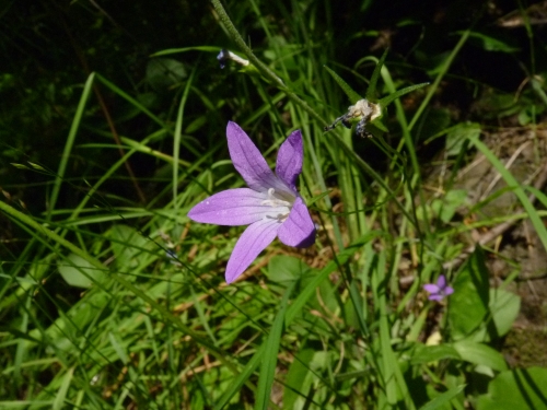 Campanulaceae - zvonek rozkladitý (Campanula patula)