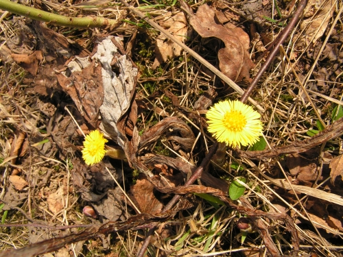 Asteraceae - podběl obecný (Tussilago farfara)