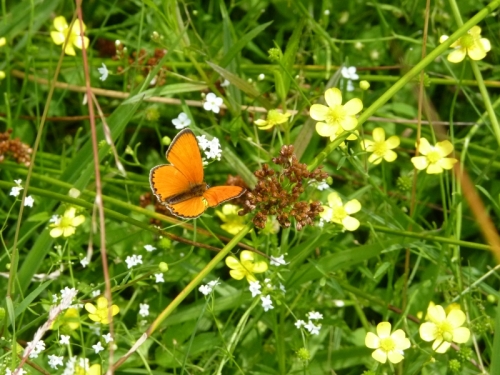 Hmyz (motýli) - ohniváček celíkový (Lycaena virgaureae) sameček