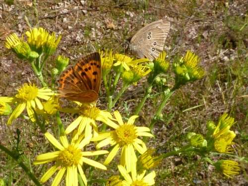 Hmyz (motýli) - ohniváček celíkový (Lycaena virgaureae) samička vlevo