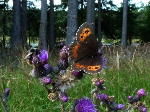 Hmyz (motýli) - okáč černohnědý (Erebia ligea)