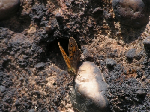 Hmyz (motýli) - okáč zední (Pararge megera)