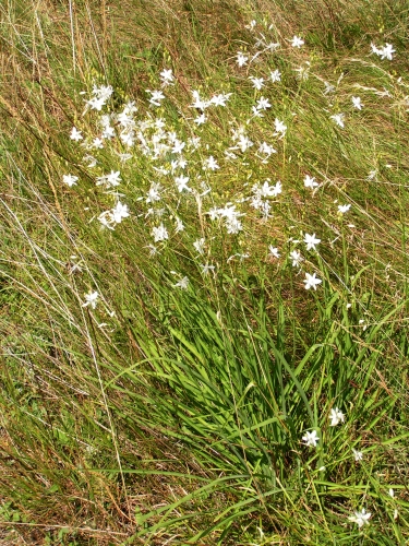 K8 - bělozářka větevnatá (Antericum ramosum)