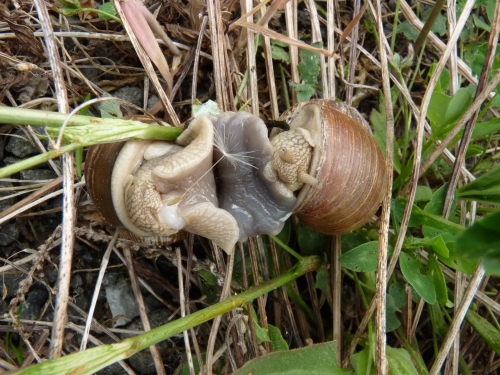 Měkkýši (plži) - hlemýžď zahradní (Helix pomatia)