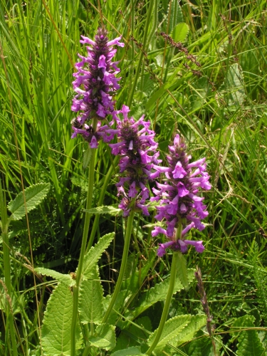 Lamiaceae - bukvice lékařská (Betonica officinalis)