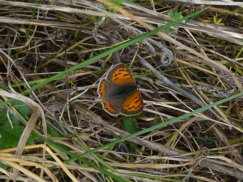 Hmyz (motýli) - ohniváček černokřídlý(Lycaena phlaeas)