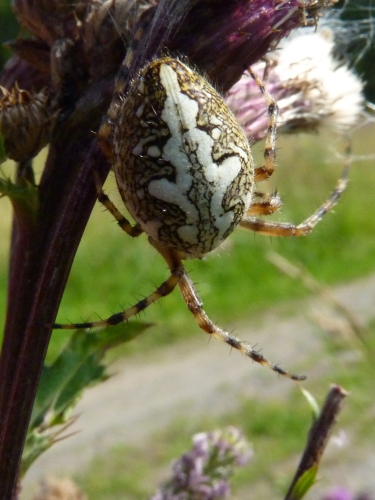 Členovci (pavoukovci) - křižák skvostný (Aulepeira ceropegia)