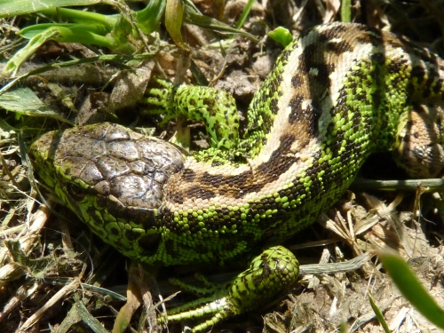 Plazi (ještěrkovití) - ještěrka obecná (Lacerta agilis) - samec