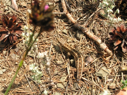 Plazi (ještěrkovití) - ještěrka obecná (Lacerta agilis)- samice