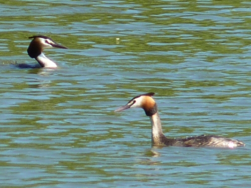 Ptáci (potápkovití) - potápka velká (Podiceps cristatus)