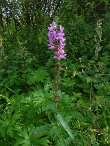 Lythraceae - kyprej vrbice (Lythrum salicaria)