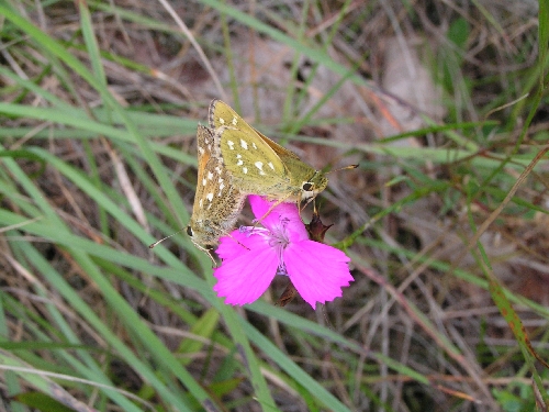 Hmyz (motýli) - soumračník čárečkovaný (Thymelicus lineolus)