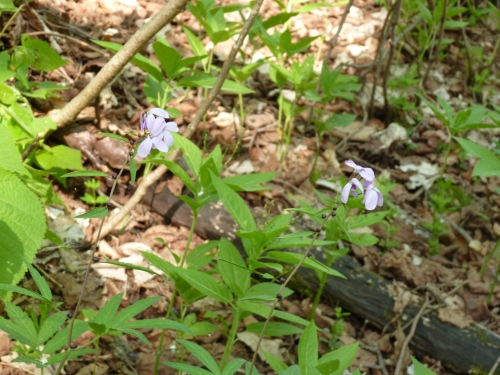 Brassicaceae - kyčelnice cibulkonosná (Dentaria bulbifera), Lopata IV.