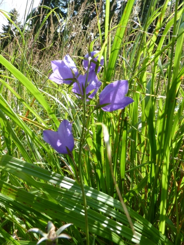 Campanulaceae - zvonek broskvolistý (Campanula persicifolia), Bečov - Hlinky VII