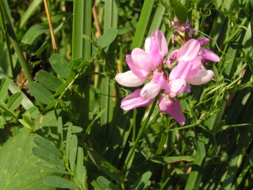 Fabaceae - čičorka pestrá (Securigera varia), údolí Střely VII.