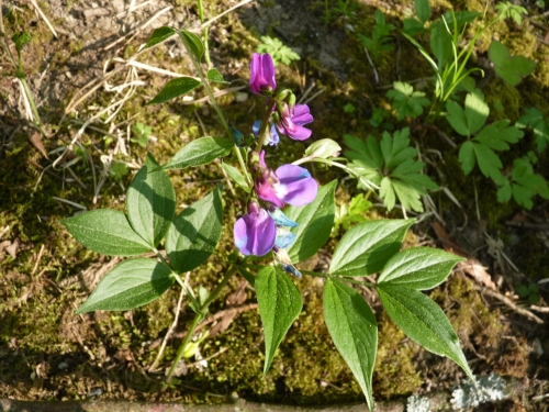 Fabaceae - hrachor jarní (Lathyrus vernus), Lopata IV.