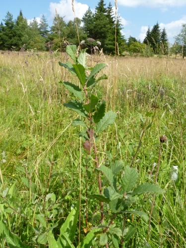 Salicaceae - vrba ušatá (Salix aurita), Prameny VIII.