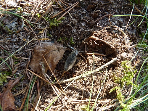Hmyz (ploštice) -splešťule blátivá (Nepa cinerea), Kokotský rybník IX.
