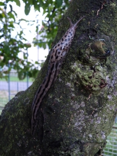 Měkkýši (plži) - slimák největší (Limax maximus), Lhota IX