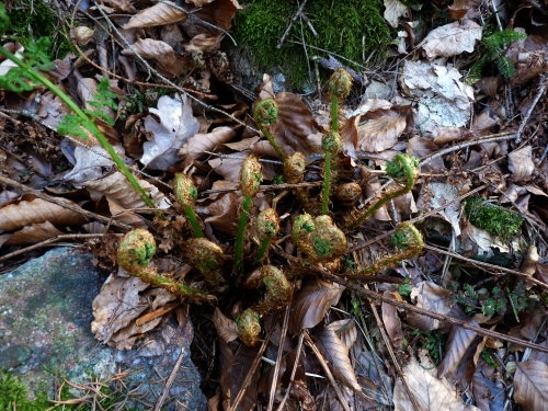 ZR3 - žebrovice úzkolistá (Blechnum spicant)