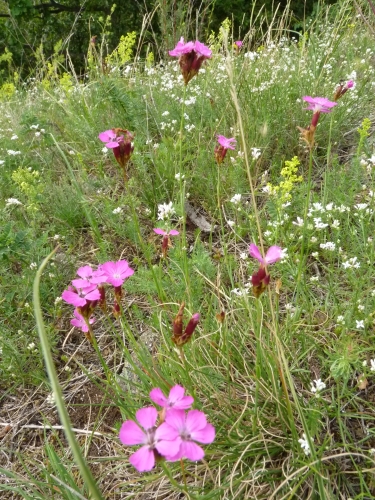 Caryophyllaceae - hvozdík kartouzek, Otmíče VII.